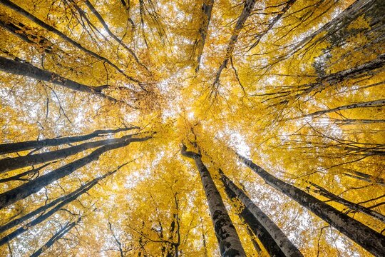 foresta gialla