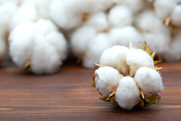 Cotton close-up. The buds of the cotton plant are collected on a wooden background. Environmentally friendly raw materials.