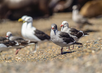 Dolphin Gull in the beach, Patagonia Argentina.