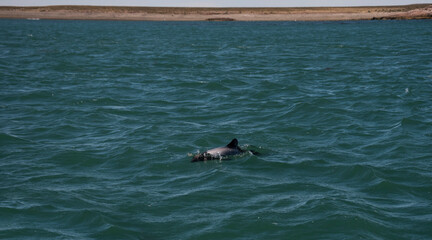 Commerson dolphin swimming, Santa Cruz Province, Patagonia , Argentina.