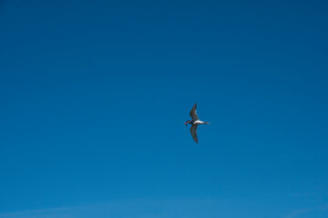 Sandwich Tern in flight, Patagonia Argentina.