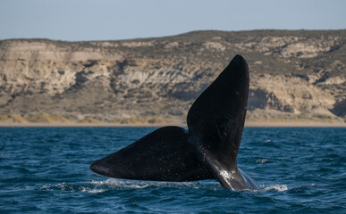 Fototapeta premium Whale tail out of water, Peninsula valdes,Patagonia,Argentina.
