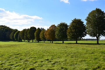 herbstliche Allee