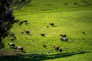 cows in field, grazing on grass in Australia, on a farming ranch. Cattle eating hay and silage....