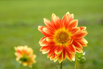 Dazzling magic dahlia flowers growing in a field. Layered orange, yellow and red flower. 
