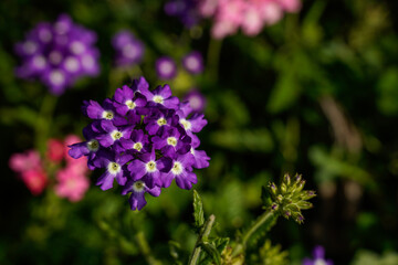 Dark purple verbena flower growing outdoors. Cluster flower. 