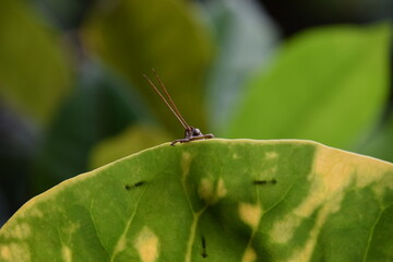green grasshopper spying from a leaf in a garden