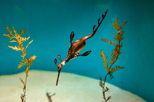 46,137 BEST Planted Aquarium IMAGES, STOCK PHOTOS u0026 VECTORS 