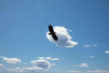 Sea eagle in the sky