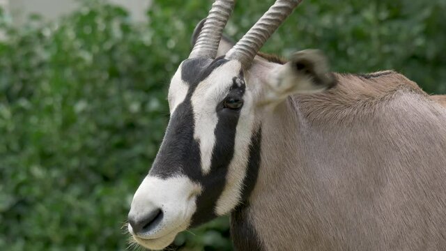 Close-up portrait of an isolated Gemsbok (Oryx gazella) male surrounded by green bushes in southern Africa.