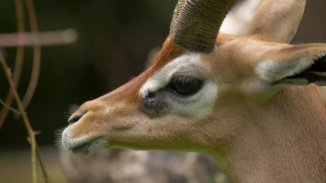 Isolated portrait of a Giraffe gazelle chewing and feeding delicious grass in profile.