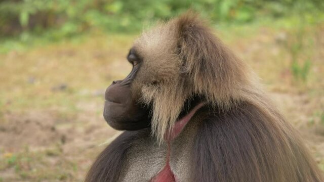 Close-up portrait of an isolated Gelada baboon male looking around with piercing eyes in Libanos Ethiopia.
