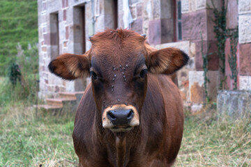 Portrait of a young cow. Cantabria, 2021.