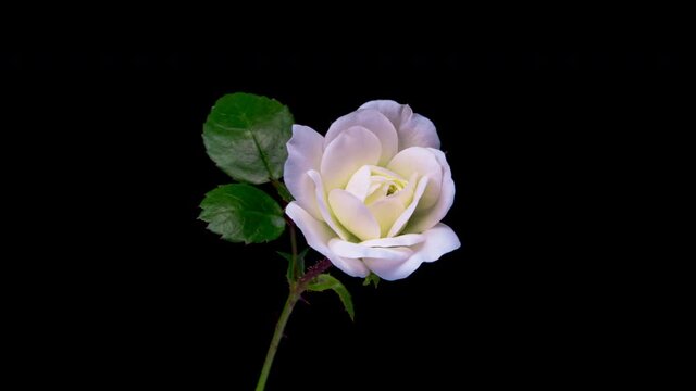 Beautiful opening white rose on black background. Holiday, love, birthday design backdrop. Bud closeup. Macro. 4K video timelapse