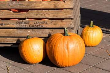 Kürbisse auf einem Herbstmakt im Oktober