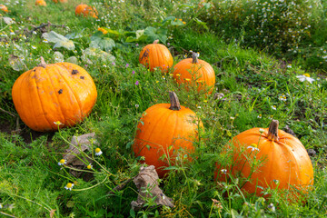 Obraz premium Reife Kürbisse auf einem Feld im Oktober