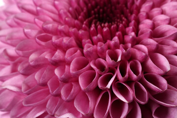 Purple violet chrysanthemum mum flower macro closeup on white background