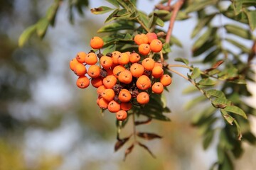 Red large clusters of mountain ash on a branch with green leaves