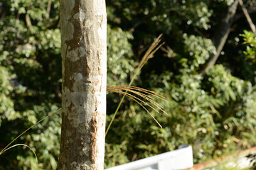 Japanese maple trees and the great outdoors