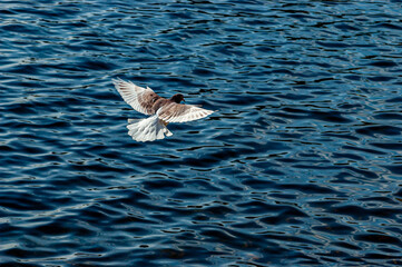 a pigeon in flight over the water!