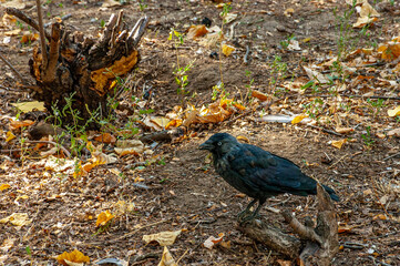 A crow in the forest of the National Park!
