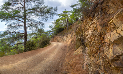 Serpentine dirt road leading through the forested Troodos mountain range of the island of Cyprus