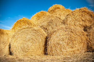 Straw bales are stacked in a large pile. Harvesting in agriculture.