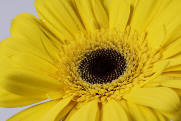 Yellow daisy flower on macro closeup on white background