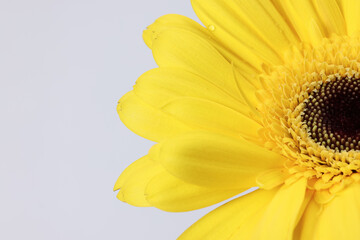 Yellow daisy flower on macro closeup on white background