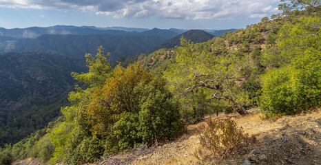 high-altitude pine forest in the Troodos mountain range of the island of Cyprus