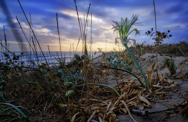 Sea lily over a dune at a sunset