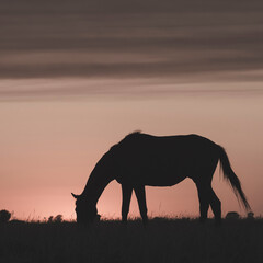 Fototapeta na wymiar Horse silhouette at sunset, in the coutryside, La Pampa, Argentina.