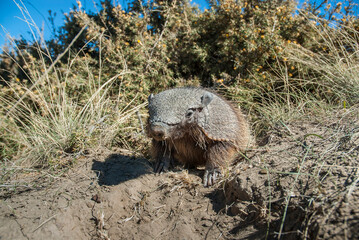 Hairy Armadillo, in desert environment, Peninsula Valdes, Patagonia, Argentina