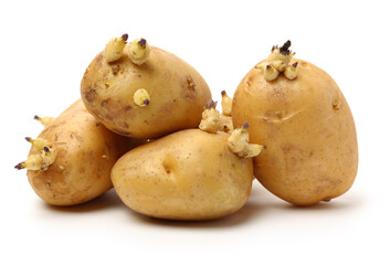 Old potatoes with sprouted shoots on a white background 
