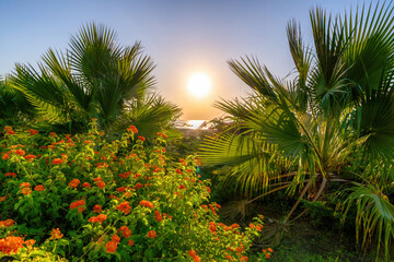 a piece of the sea and the sun rising above it shines through palm trees and other tropical plants