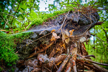 Autumn impressions with moss in a German forest.