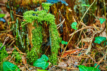 Autumn impressions with moss in a German forest.