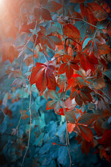 Liście winobluszcz © Iwona