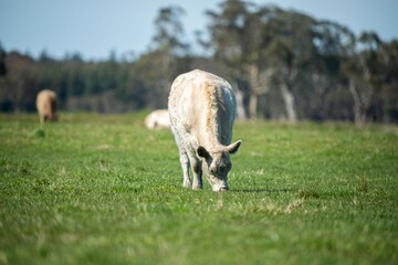 cows in field, grazing on grass in Australia, on a farming ranch. Cattle eating hay and silage....