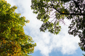 Fall season highlighting changing trees and leafs
