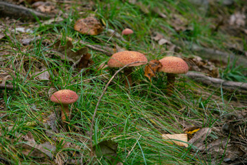 Fall mushrooms in the woods scrounged by moss 