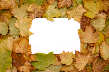 Naklejka na ściany i meble Creative autumn leaves background