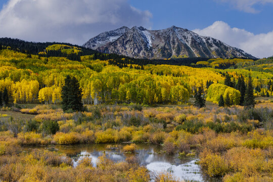Autumn Color on East Beckwith Mountain, Kebler Pass - Colorado