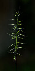 grass inflorescence in detail on dark background - obrazy, fototapety, plakaty