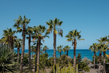 Fototapeta na wymiar Palm tree garden, cacti plants and ocean background, Playa Jardin Tenerife