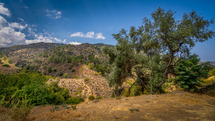 Fototapeta na wymiar Olive tree growing on the mountainside