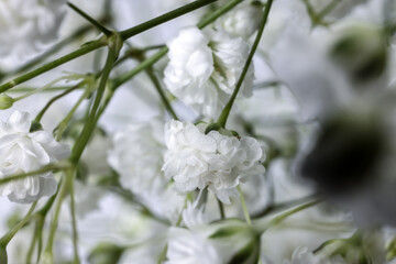 Small white busy baby breath flower bunch on white background