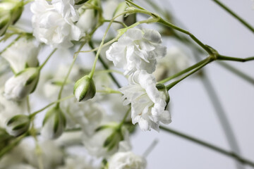 Small white busy baby breath flower bunch on white background