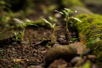 plant in the ground