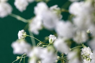 Small white busy baby breath flower bunch on green background